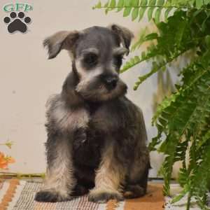 Paris, Miniature Schnauzer Puppy