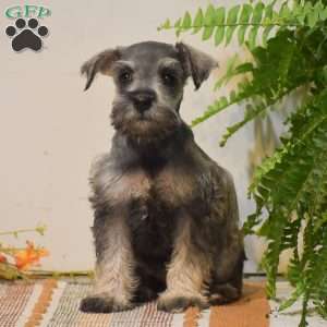 Paris, Miniature Schnauzer Puppy