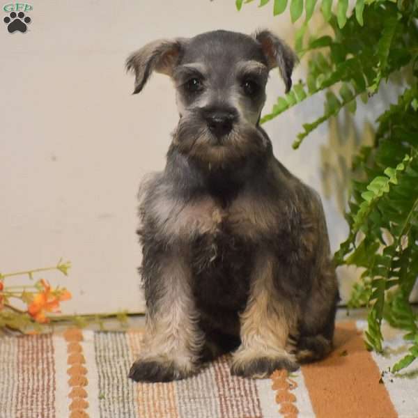 Paris, Miniature Schnauzer Puppy