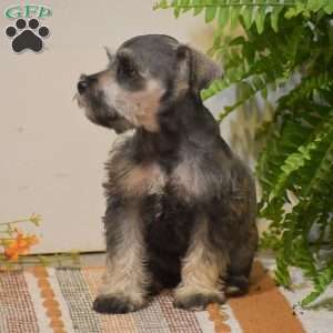 Paris, Miniature Schnauzer Puppy