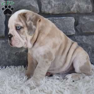Tater, Beabull Puppy