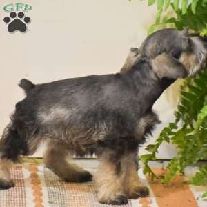 Penelope, Miniature Schnauzer Puppy