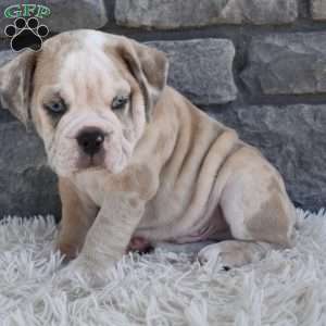 Tater, Beabull Puppy