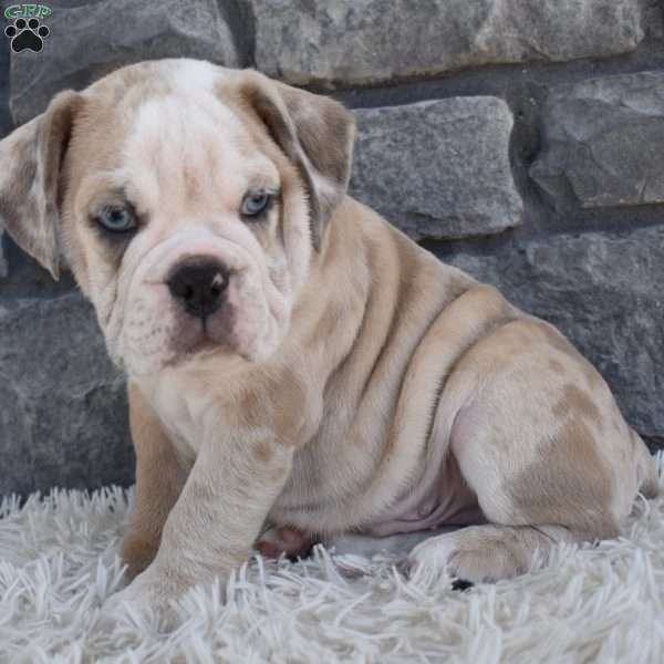 Tater, Beabull Puppy