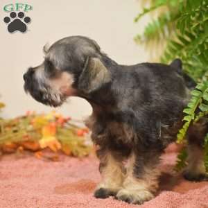 Penelope, Miniature Schnauzer Puppy