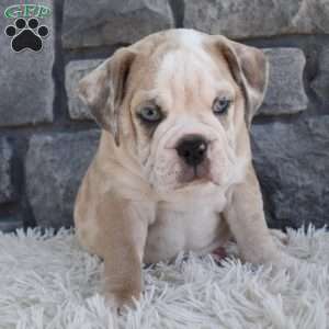 Tater, Beabull Puppy