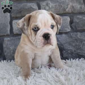 Tater, Beabull Puppy