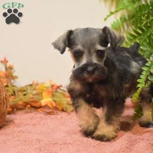 Penelope, Miniature Schnauzer Puppy