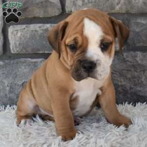 Turbo, Beabull Puppy
