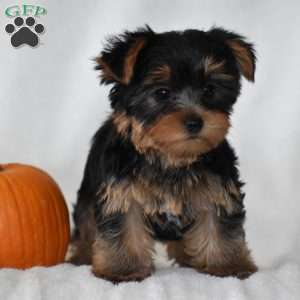 Acorn, Yorkie Puppy
