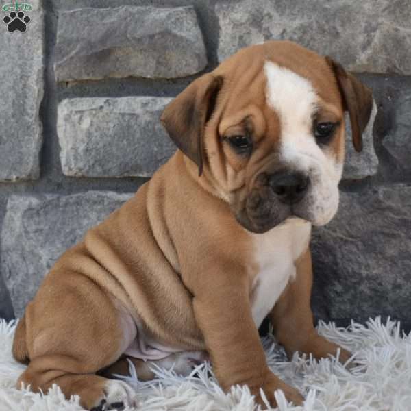Turbo, Beabull Puppy