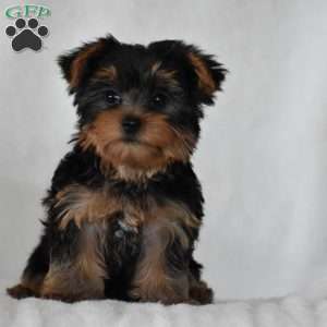 Acorn, Yorkie Puppy