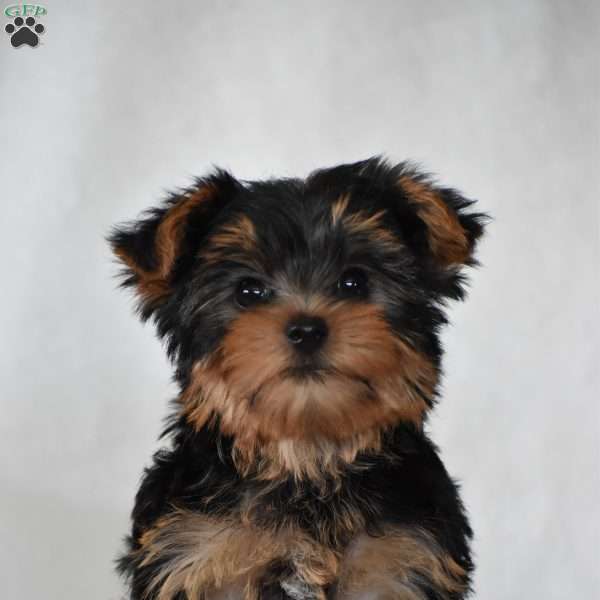 Acorn, Yorkie Puppy