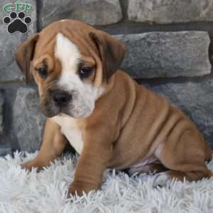 Turbo, Beabull Puppy