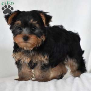 Acorn, Yorkie Puppy