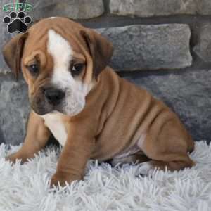 Turbo, Beabull Puppy