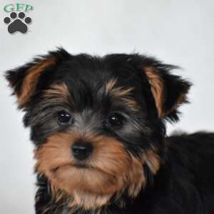 Acorn, Yorkie Puppy