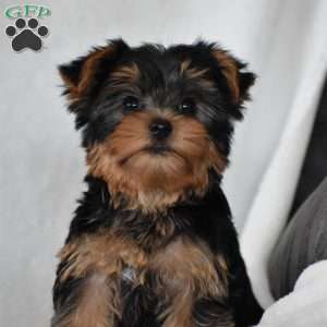 Acorn, Yorkie Puppy