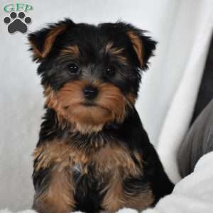 Acorn, Yorkie Puppy