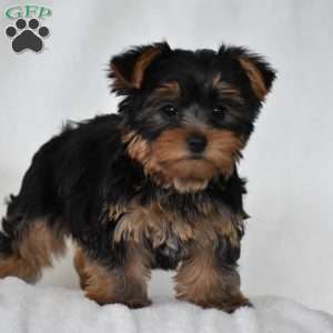 Acorn, Yorkie Puppy