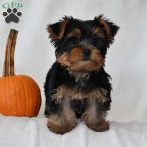 Beanie, Yorkie Puppy