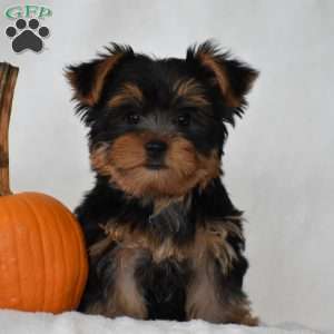 Beanie, Yorkie Puppy