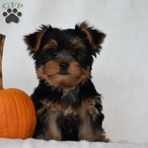 Beanie, Yorkie Puppy