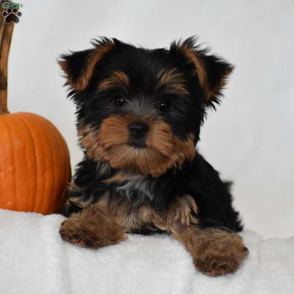 Beanie, Yorkie Puppy