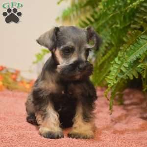 Penelope, Miniature Schnauzer Puppy