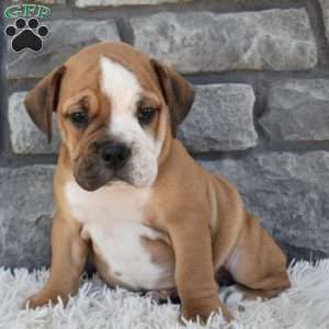 Turbo, Beabull Puppy