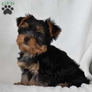 Beanie, Yorkie Puppy