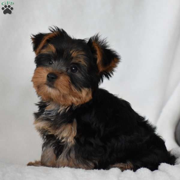 Beanie, Yorkie Puppy