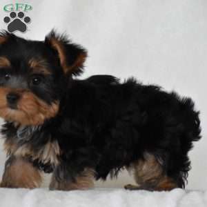 Beanie, Yorkie Puppy