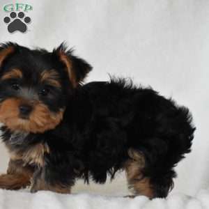 Beanie, Yorkie Puppy