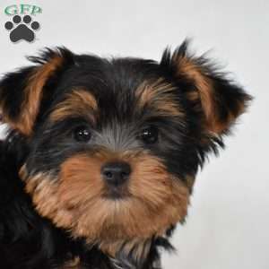 Beanie, Yorkie Puppy
