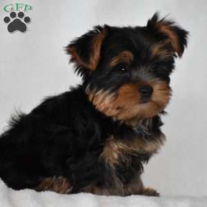 Beanie, Yorkie Puppy