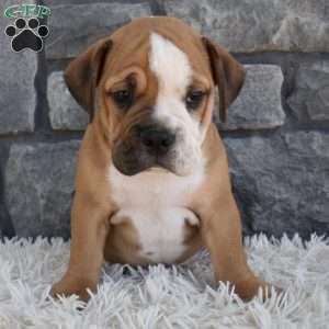 Turbo, Beabull Puppy