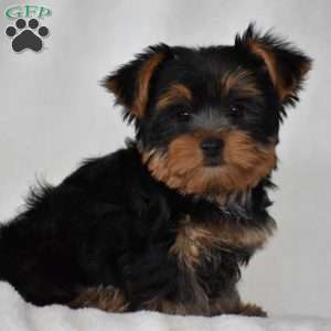 Beanie, Yorkie Puppy