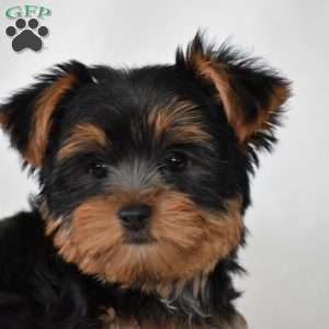 Beanie, Yorkie Puppy