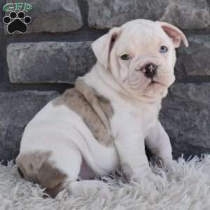 Taffy, Beabull Puppy