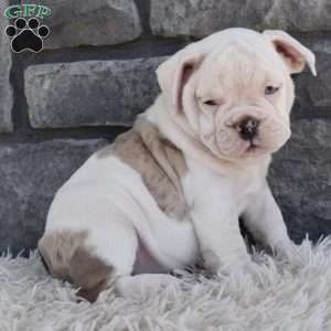 Taffy, Beabull Puppy