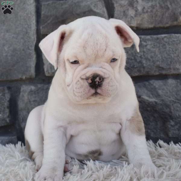 Taffy, Beabull Puppy