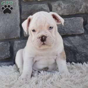 Taffy, Beabull Puppy