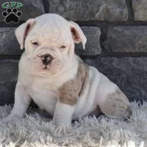 Taffy, Beabull Puppy