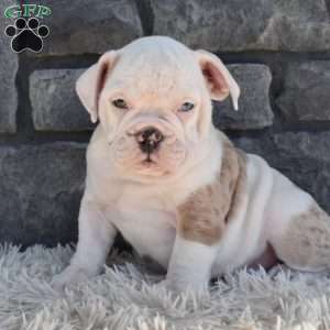 Taffy, Beabull Puppy