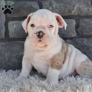 Taffy, Beabull Puppy