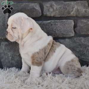 Taffy, Beabull Puppy