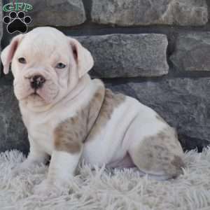 Taffy, Beabull Puppy