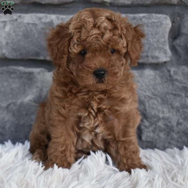 Cuddles, Toy Poodle Puppy