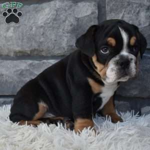 Tank, Beabull Puppy